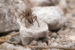 Habronattus texanus