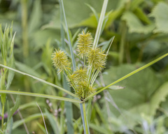 Cyperus strigosus