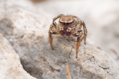 Habronattus texanus