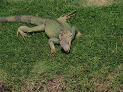 Iguana iguana