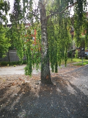 Betula pendula
