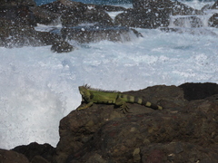 Iguana iguana