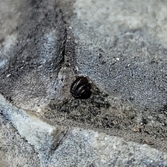 Pyramidula pusilla