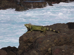 Iguana iguana