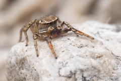 Habronattus texanus