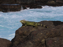 Iguana iguana