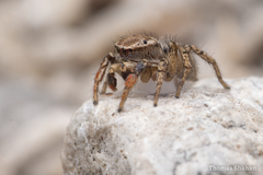 Habronattus texanus