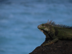 Iguana iguana