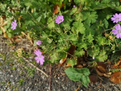 Geranium molle