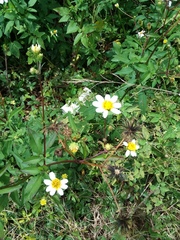 Bidens alba