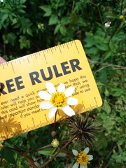 Bidens alba