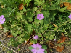 Geranium molle