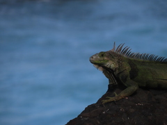 Iguana iguana