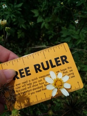 Bidens alba