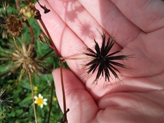 Bidens alba