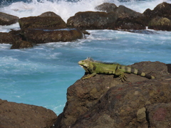 Iguana iguana