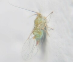 Mastigimas schwarzi