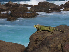 Iguana iguana