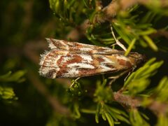 Acrobasis porphyrella
