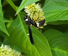 Monobia quadridens