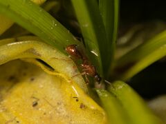 Myrmica