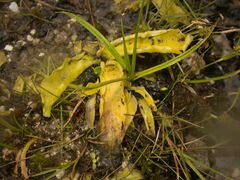 Pinguicula