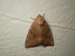Cosmia trapezina