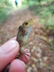 Anolis gundlachi