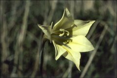Gladiolus tristis