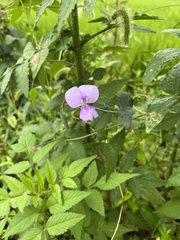 Desmodium paniculatum