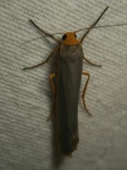 Eilema
