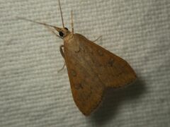 Udea ferrugalis