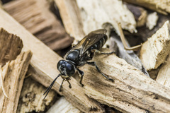 Hymenoptera