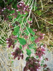 Origanum vulgare