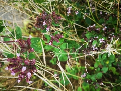 Origanum vulgare