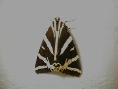 Euplagia quadripunctaria