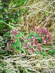 Origanum vulgare