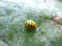 Psyllobora vigintiduopunctata