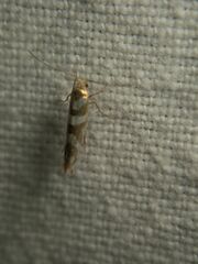 Argyresthia goedartella