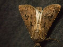 Agrotis