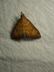 Ecpyrrhorrhoe rubiginalis
