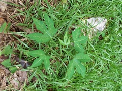 Cnidoscolus stimulosus