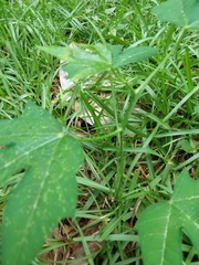 Cnidoscolus stimulosus