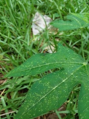 Cnidoscolus stimulosus