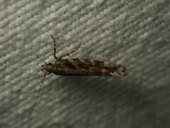 Aristotelia ericinella