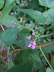 Phaseolus polystachios