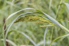 Echinochloa crus-galli