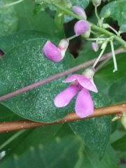 Phaseolus polystachios