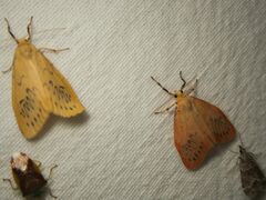 Miltochrista miniata