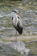 Ardea cinerea